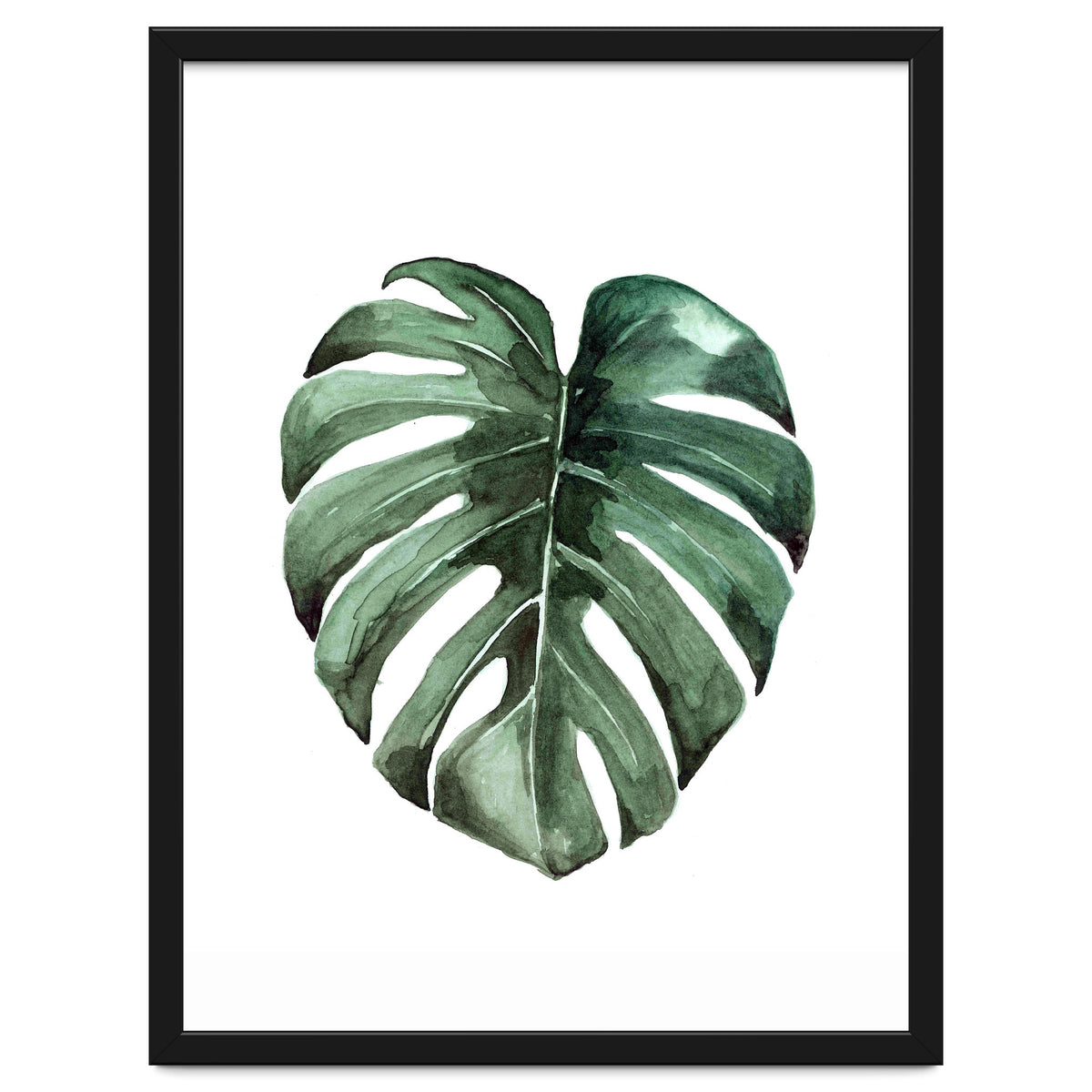 Botanical Illustration Monstera Deliciosa