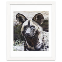 African Painted Dog II