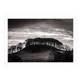 Trees in Silhouette (Print Only) thumbnail