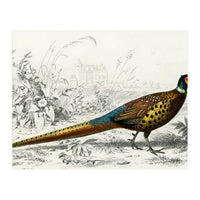 Ring-neckrd pheasant illustrated (Print Only)