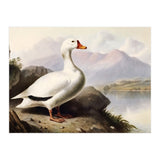 White Duck on the Lake Shore Vintage Painting (Print Only) thumbnail