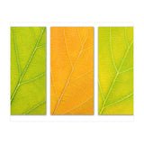Autumn Leaves (Print Only) thumbnail
