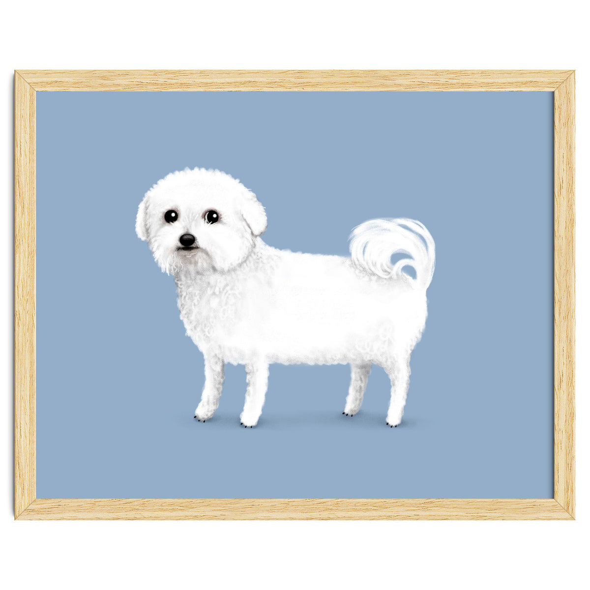 Bichon Frise