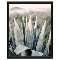 Pale Agave