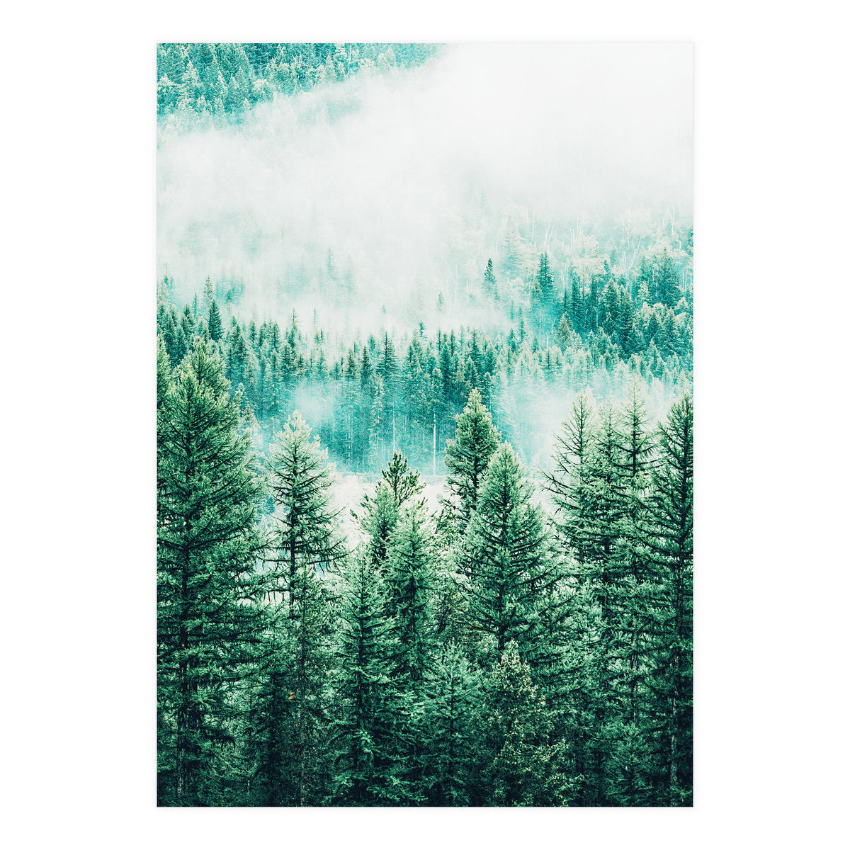 Forest And Fog (Print Only)