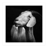 Billy Goat Adam (Print Only) thumbnail