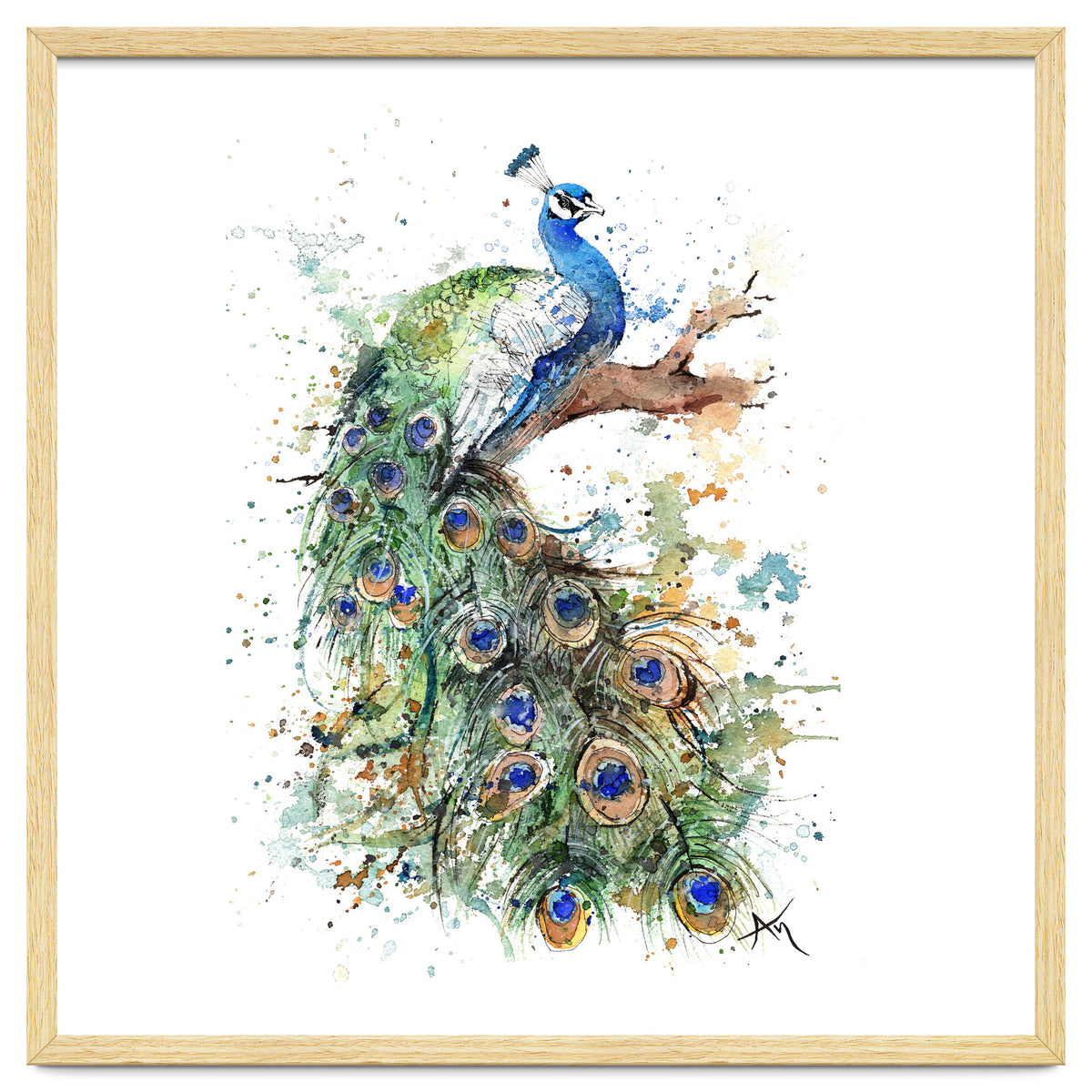 Peacock - Wildlife Collection