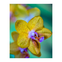 Orchidee Phalleanopsis (Print Only)