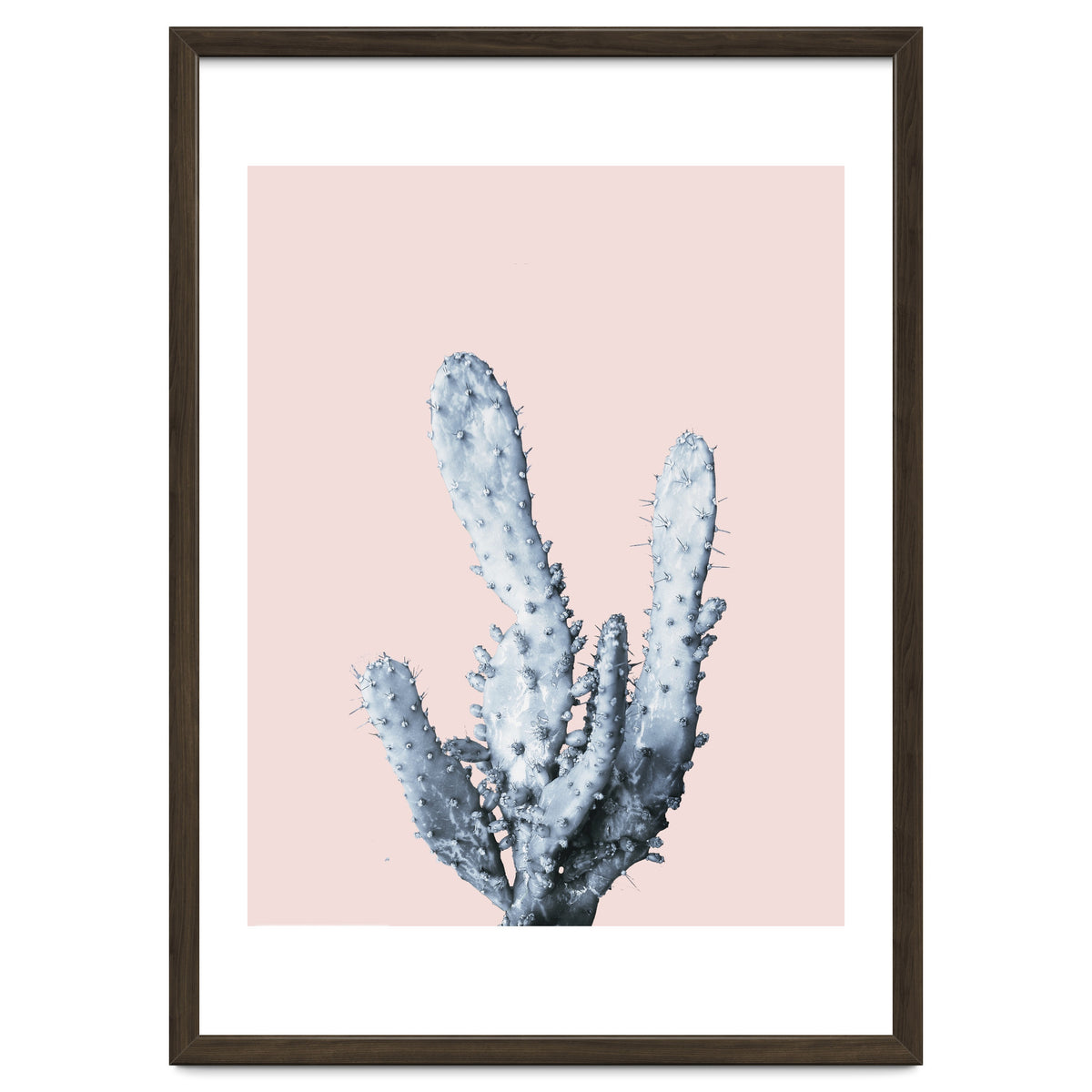 Cactus collection BL-I