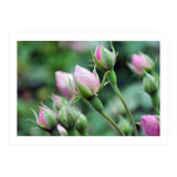 Roses  (Print Only) thumbnail