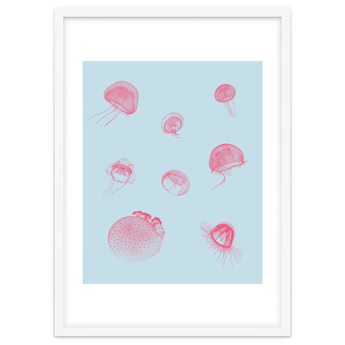 Jellyfish