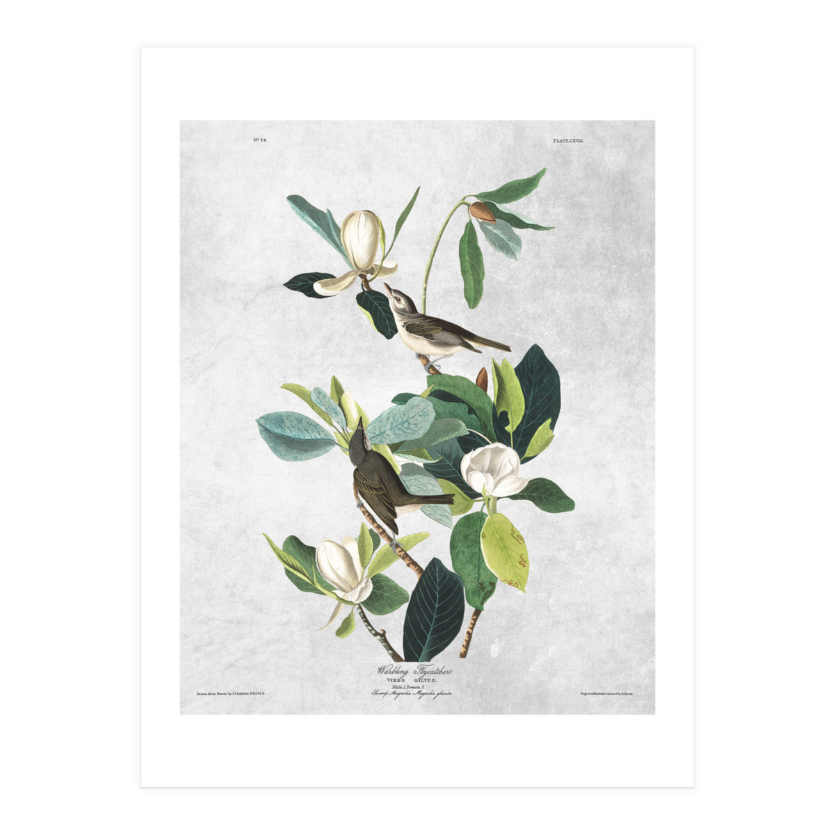 fiori e uccelli (Print Only)