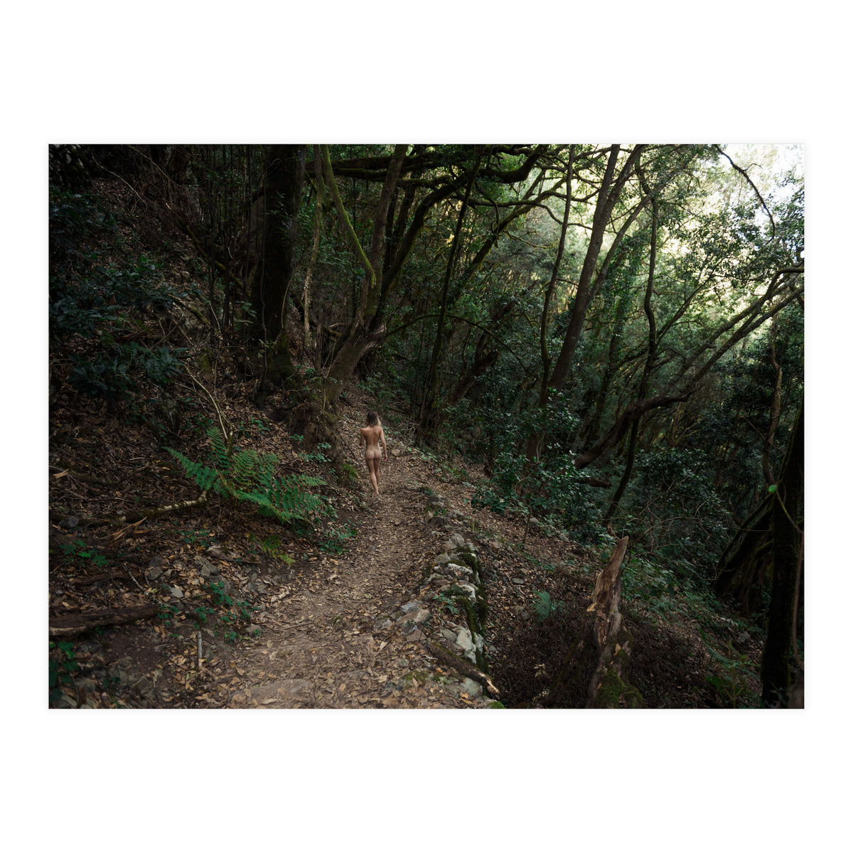 Into the Woods (Print Only)