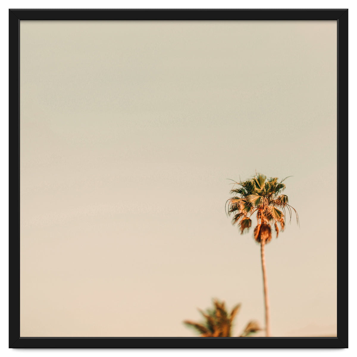 Minimal Palms