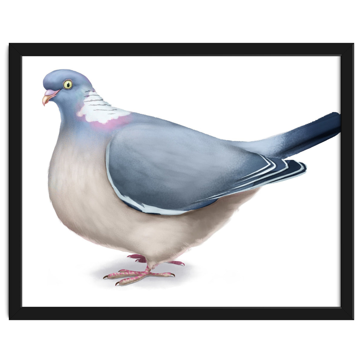 Wood Pigeon