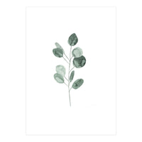 Botanical Illustration Eukalyptus2 (Print Only)