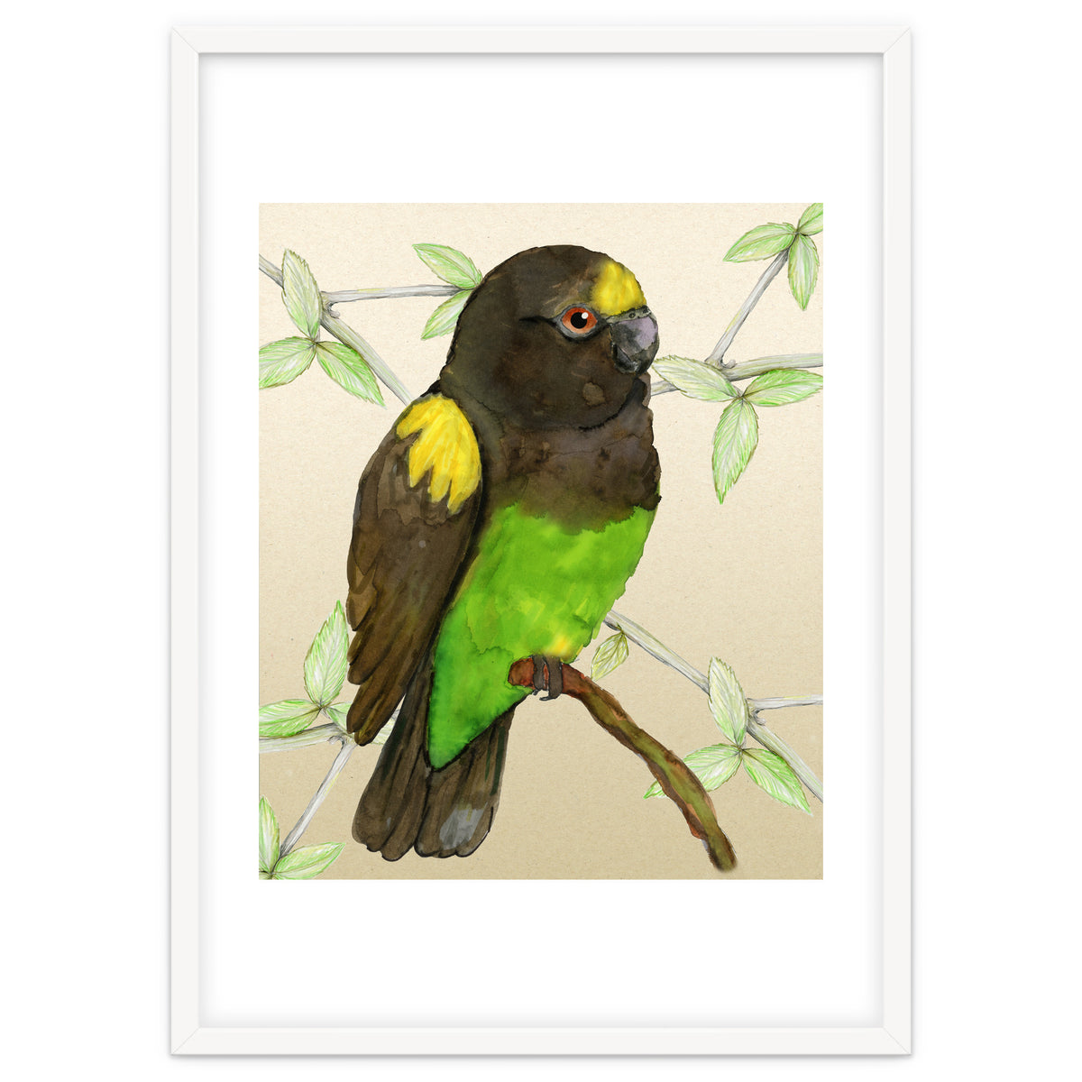 Meyer's parrot watercolor