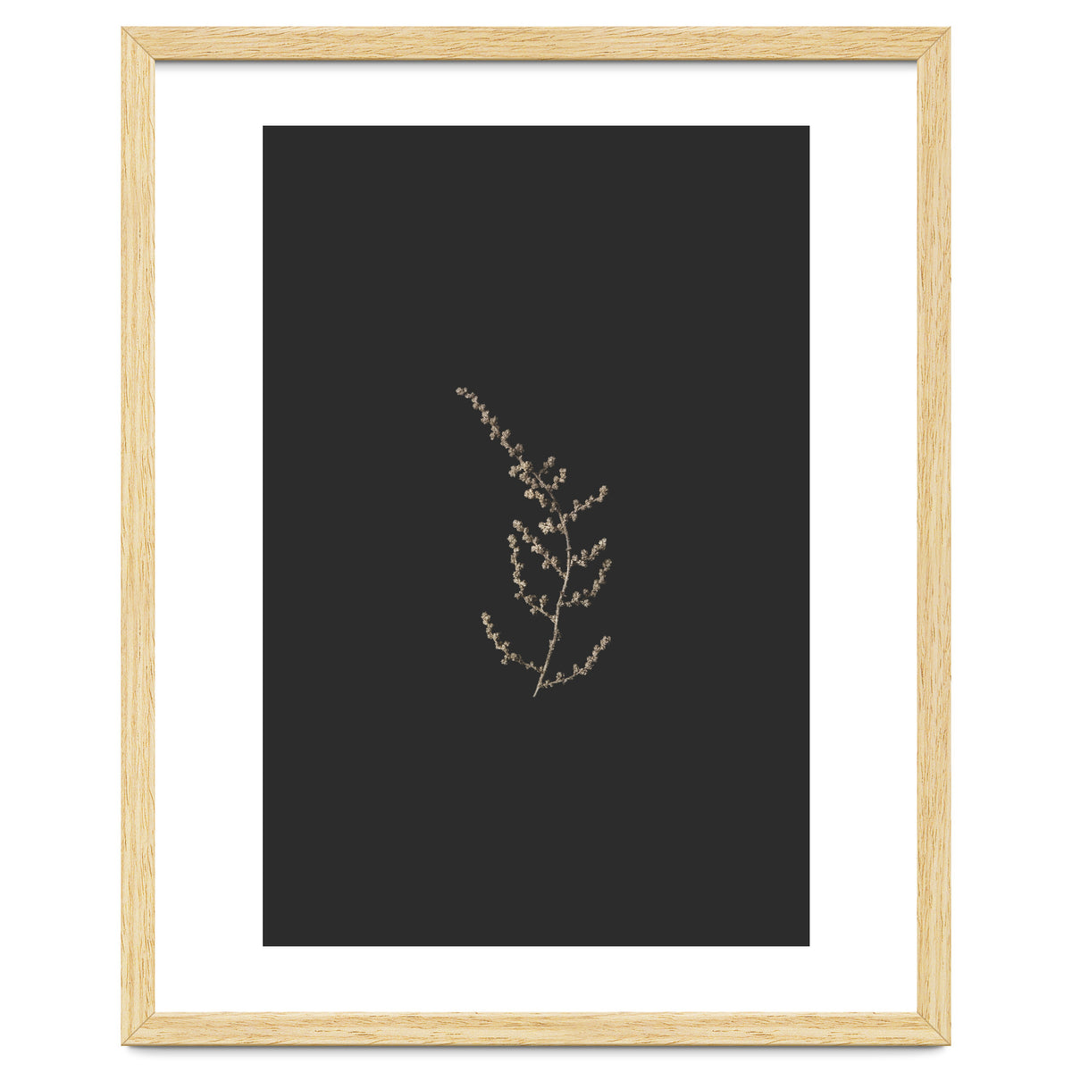 Delicate Golden Fynbos Botanicals on Black