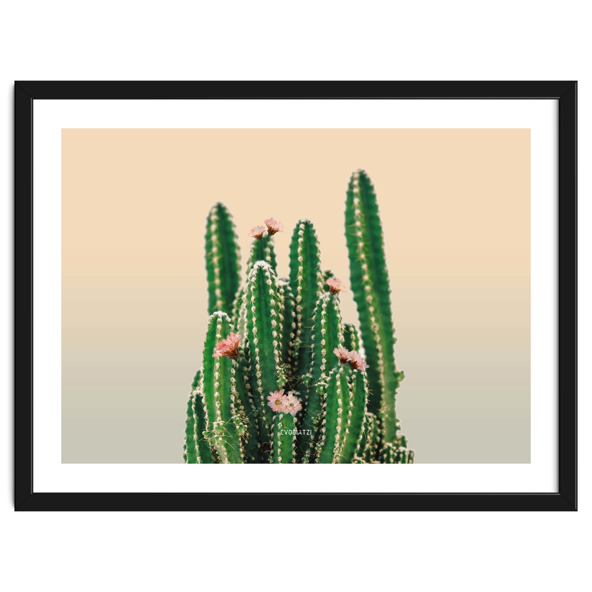 Flowered Cactus