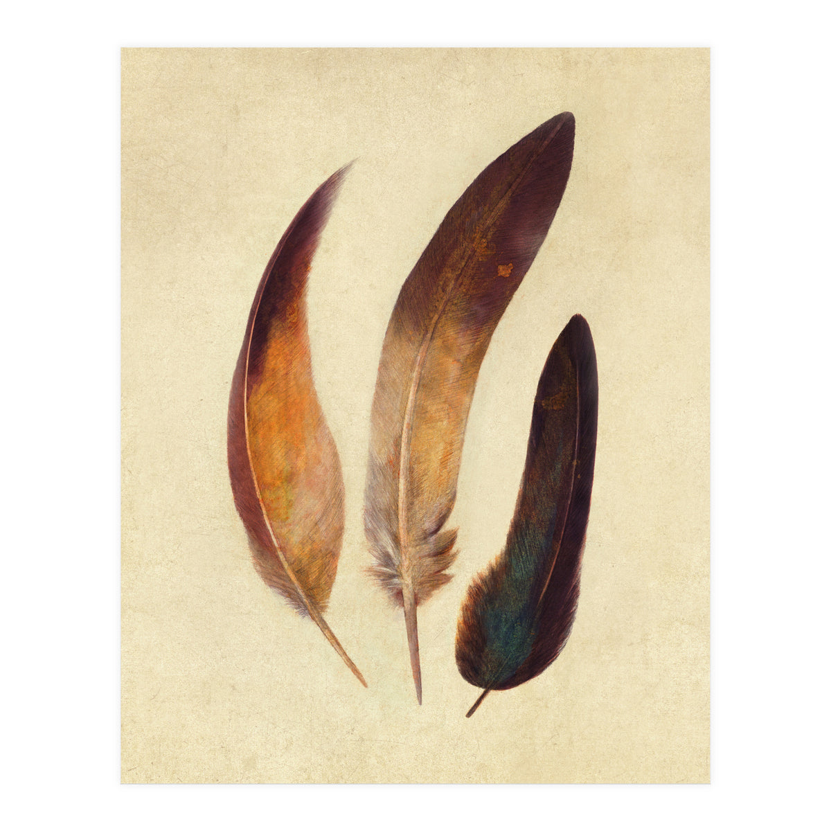 Three Feathers (Print Only)