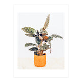 Botany II (Print Only) thumbnail