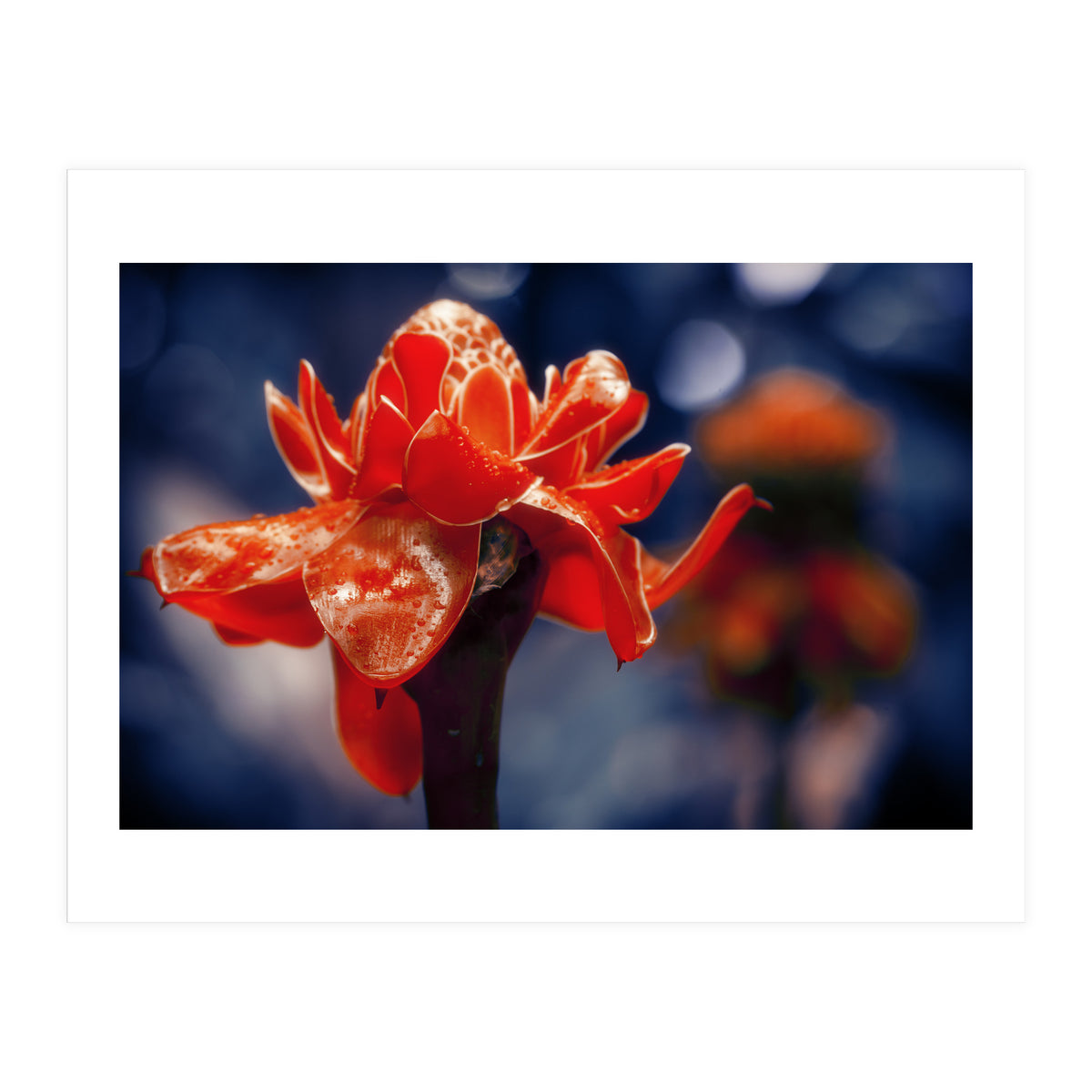 Red Flower (Print Only)