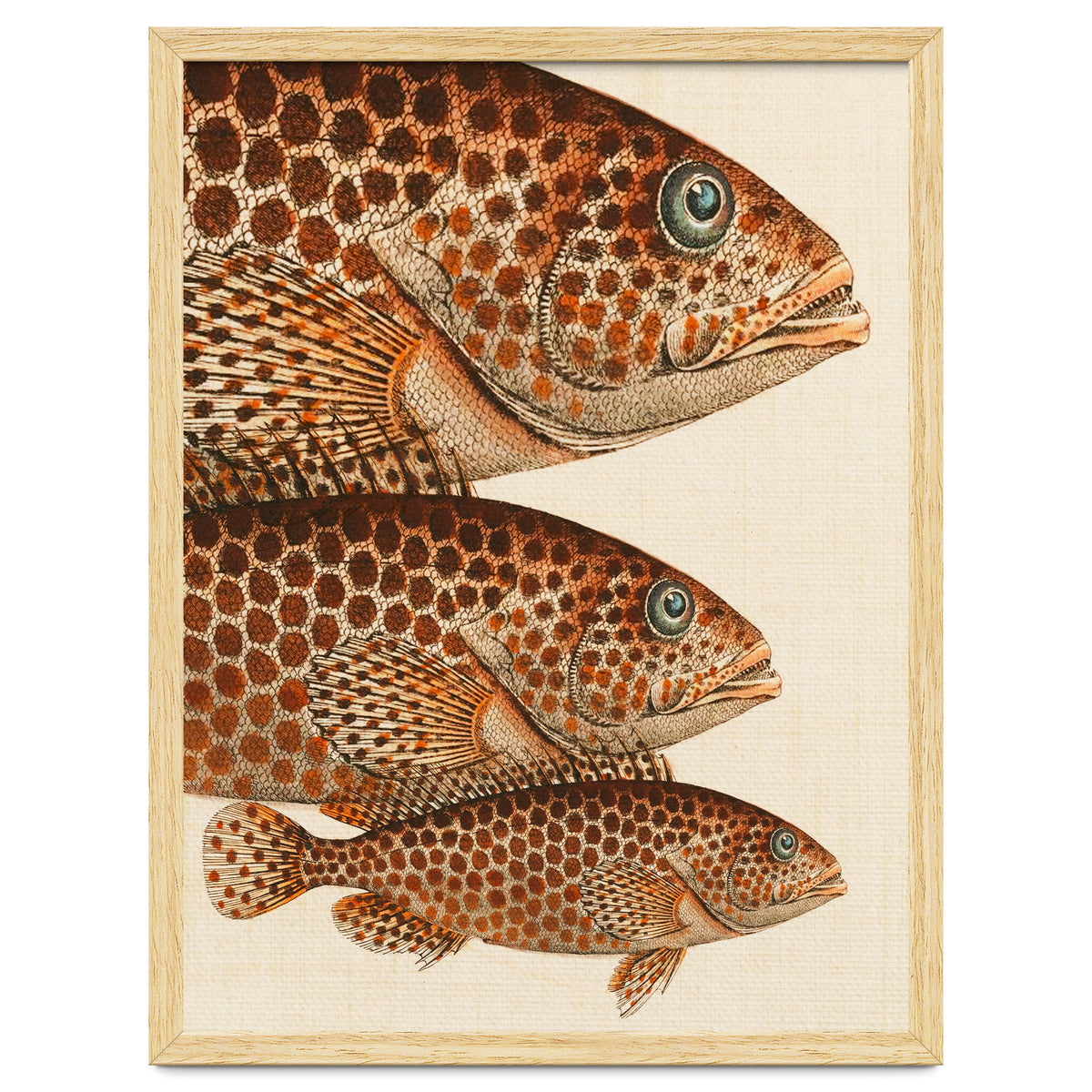 Fish Classic Designs 6