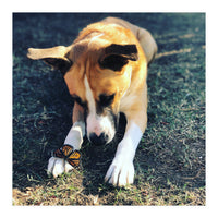 Cooper With Butterfly (Print Only)