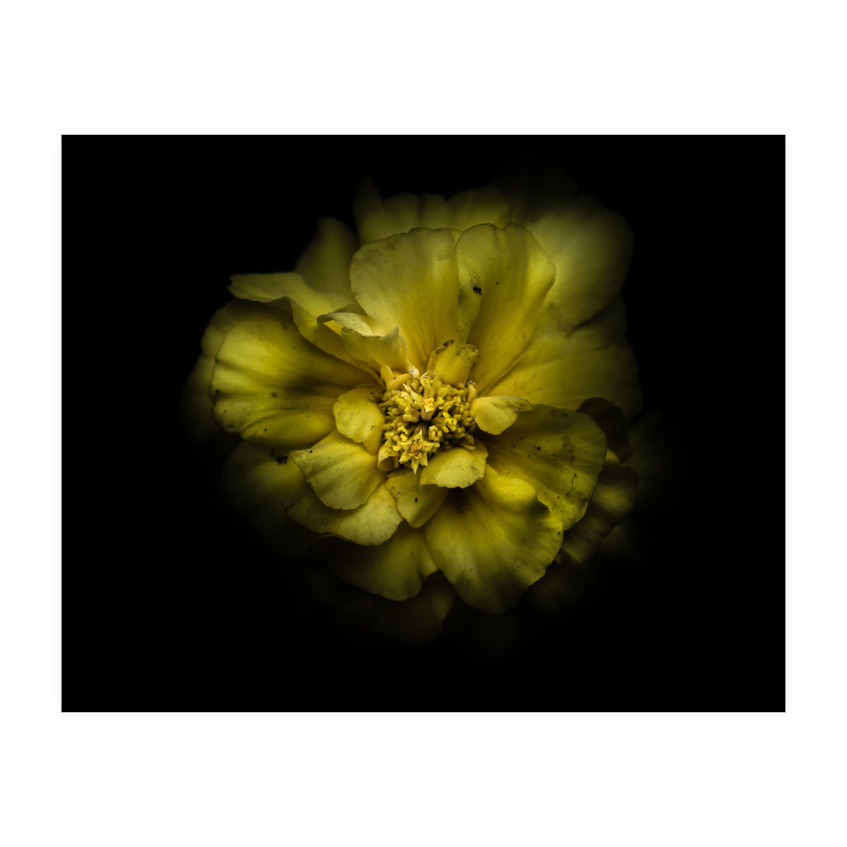 Backyard Flowers No 41 Color Version (Print Only)