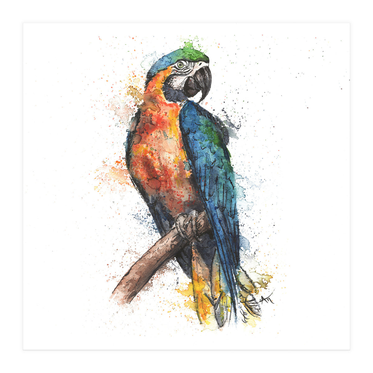 Parrot - Wildlife Collection (Print Only)