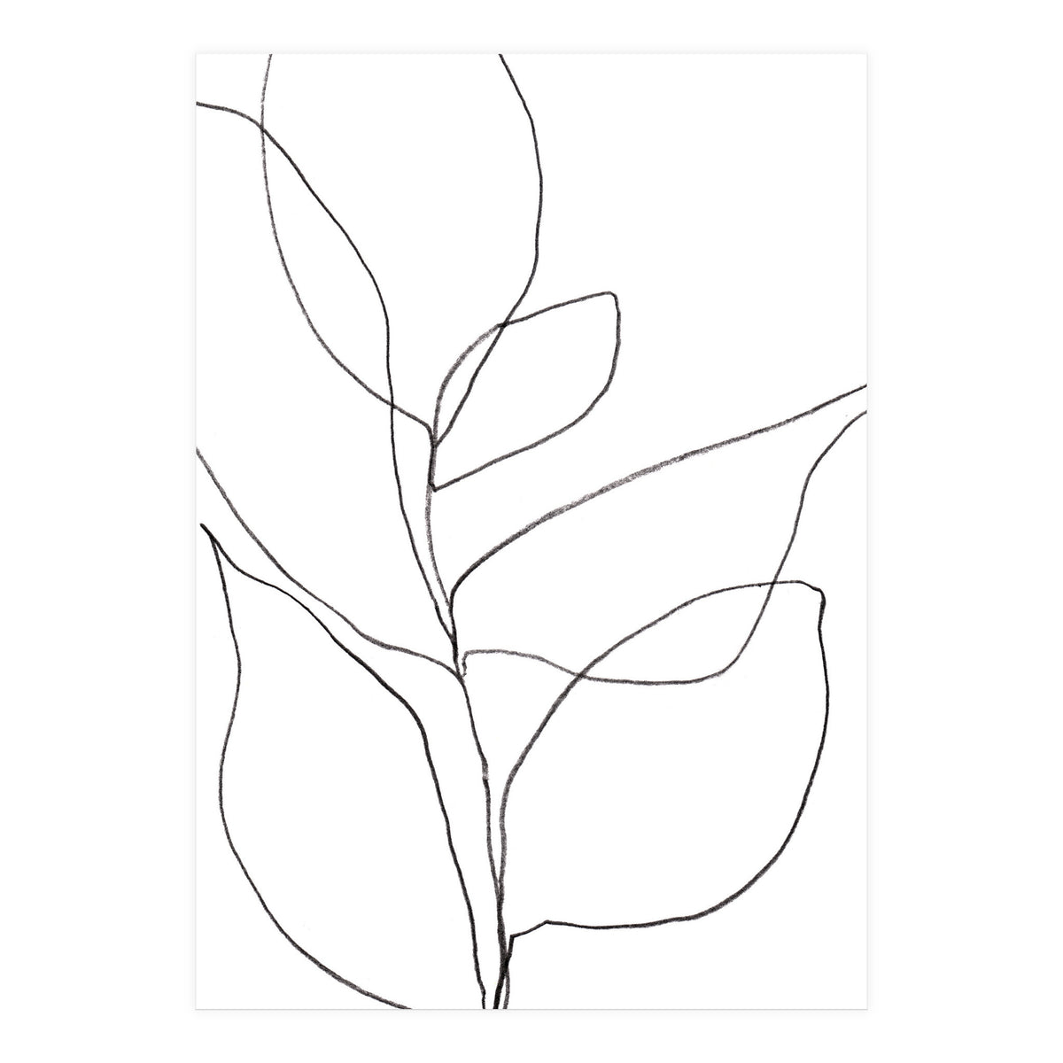 Plant Line Drawing (Print Only)