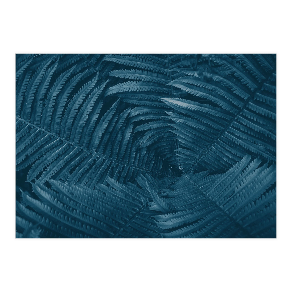 Pteridopsida 4 (Print Only)