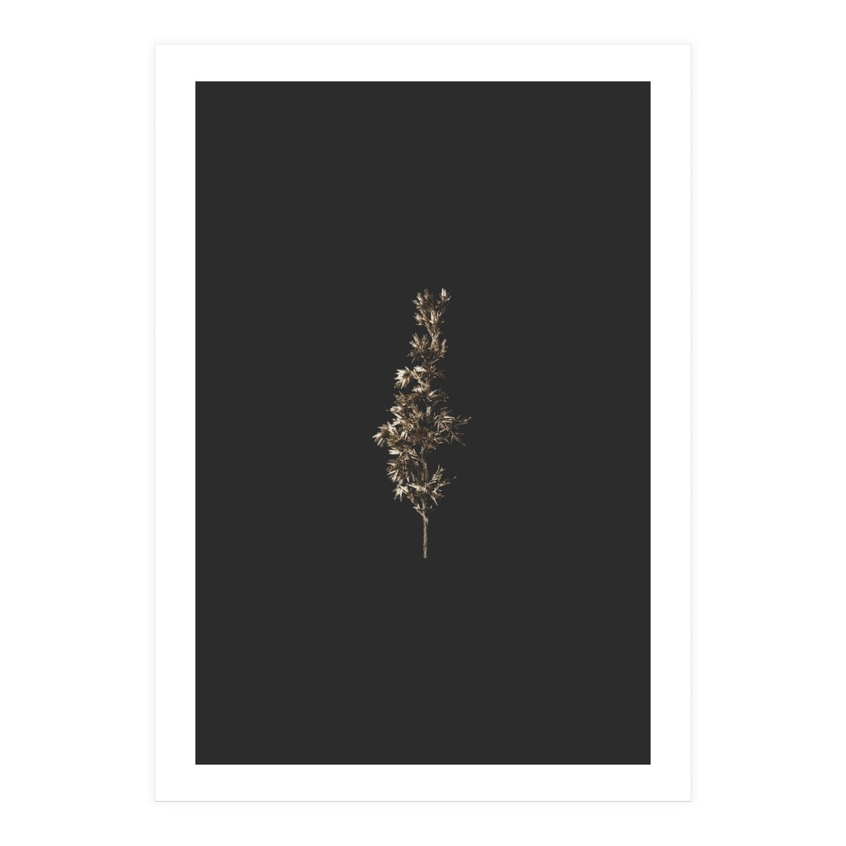 Gold Rush Botanicals (Print Only)