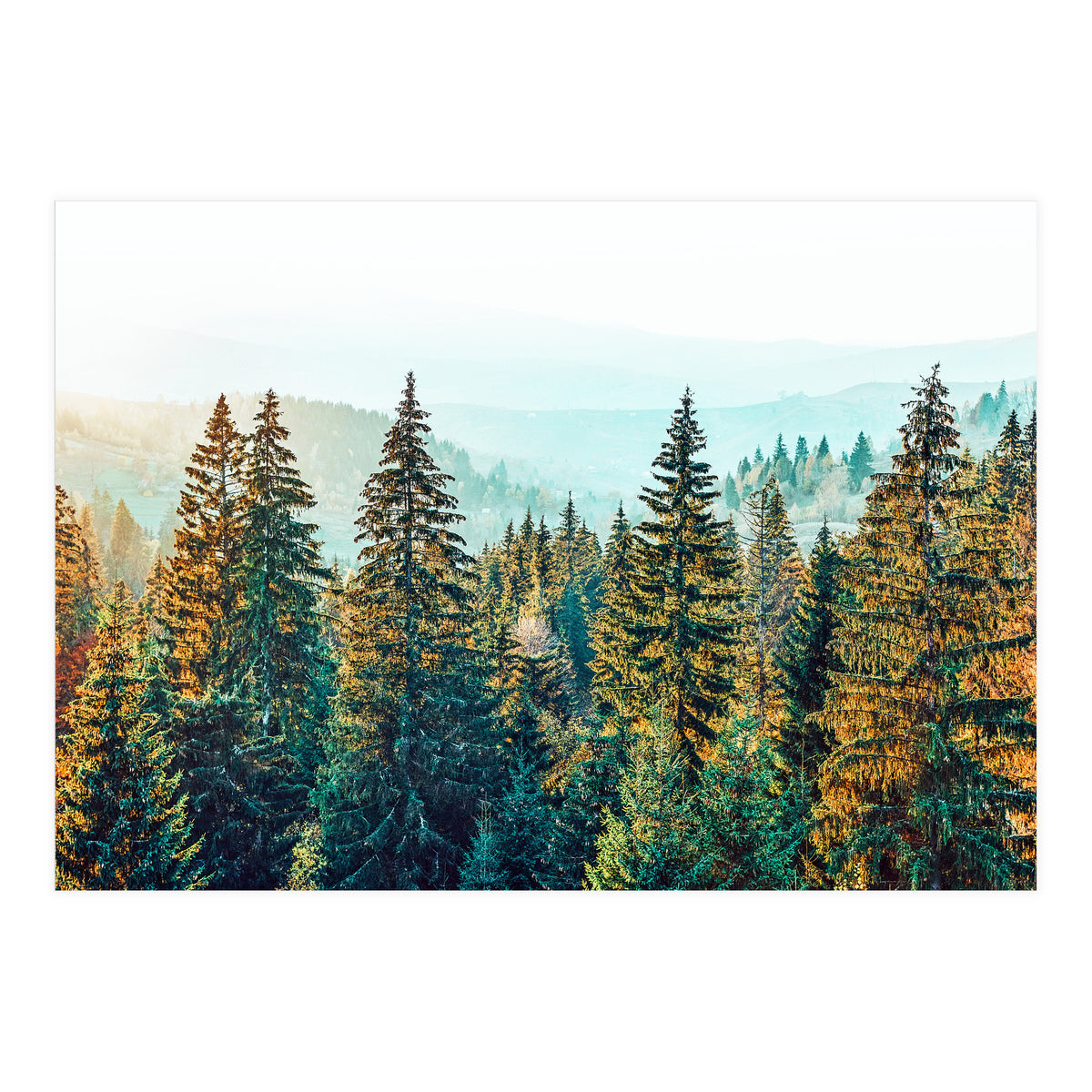Pine Beauty (Print Only)