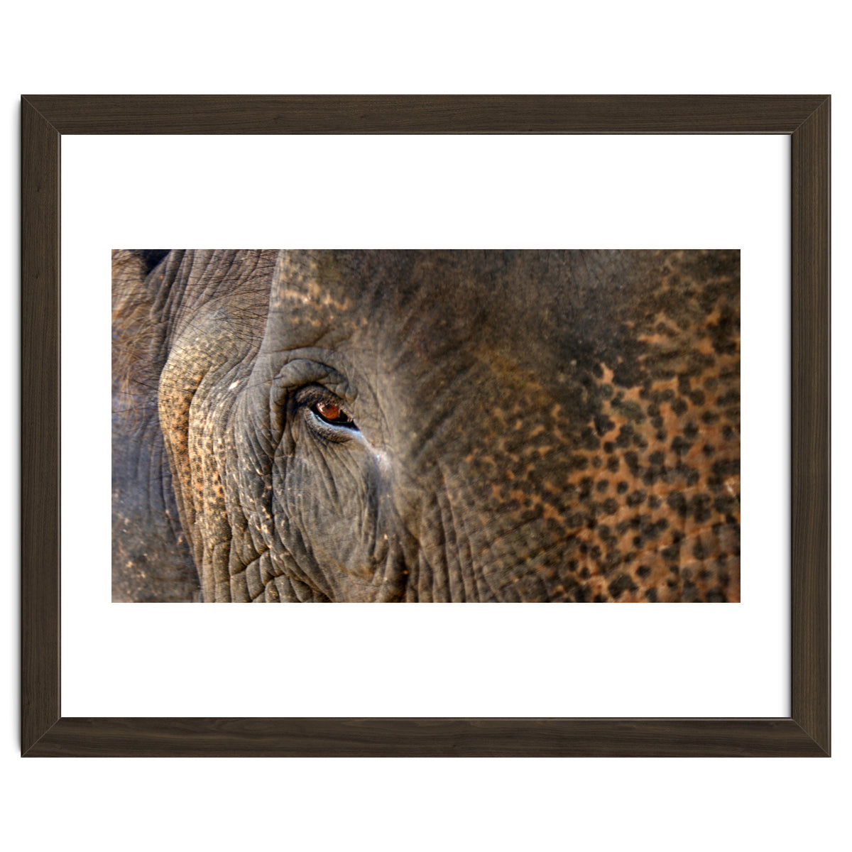 Face To Face - Elephant eye