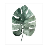 Botanical Illustration Monstera Leaf (Print Only) thumbnail