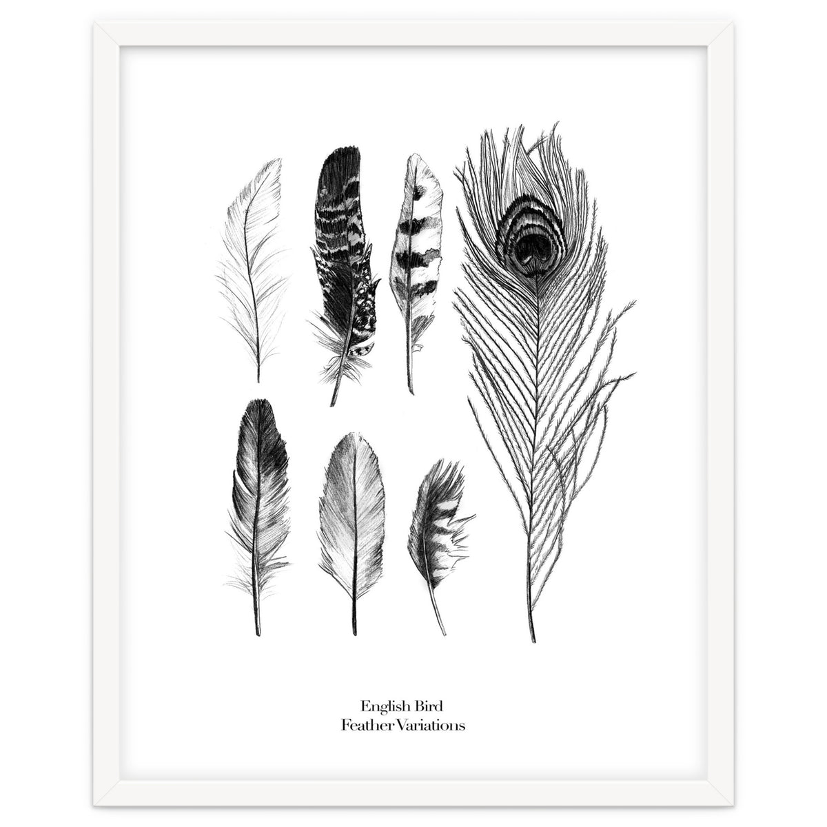 English Feather Variations
