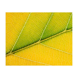 Autumn Leaf (Print Only) thumbnail