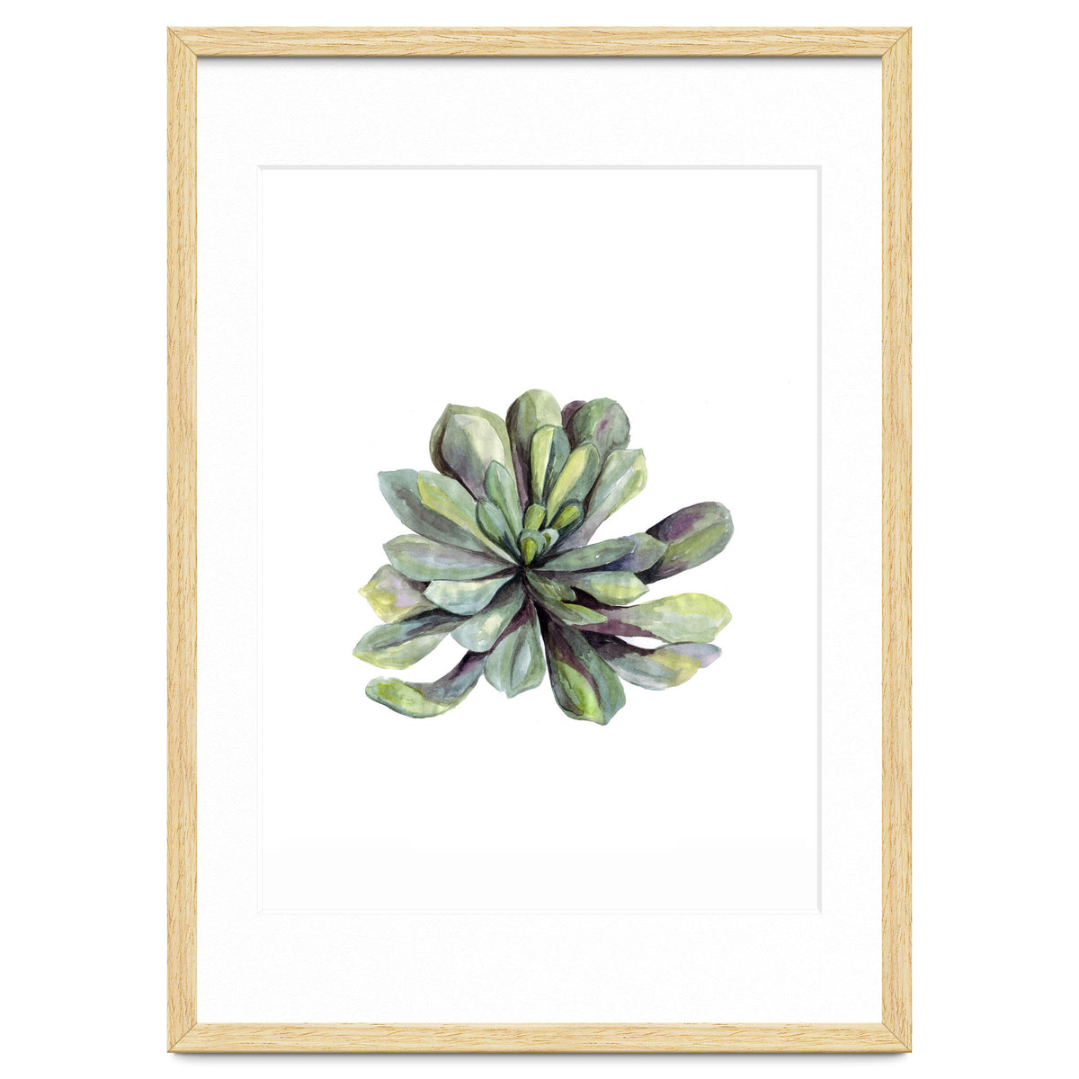 Botanical Illustration Succulent
