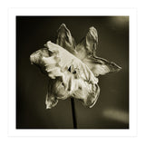 Wilting daffodil (Print Only) thumbnail