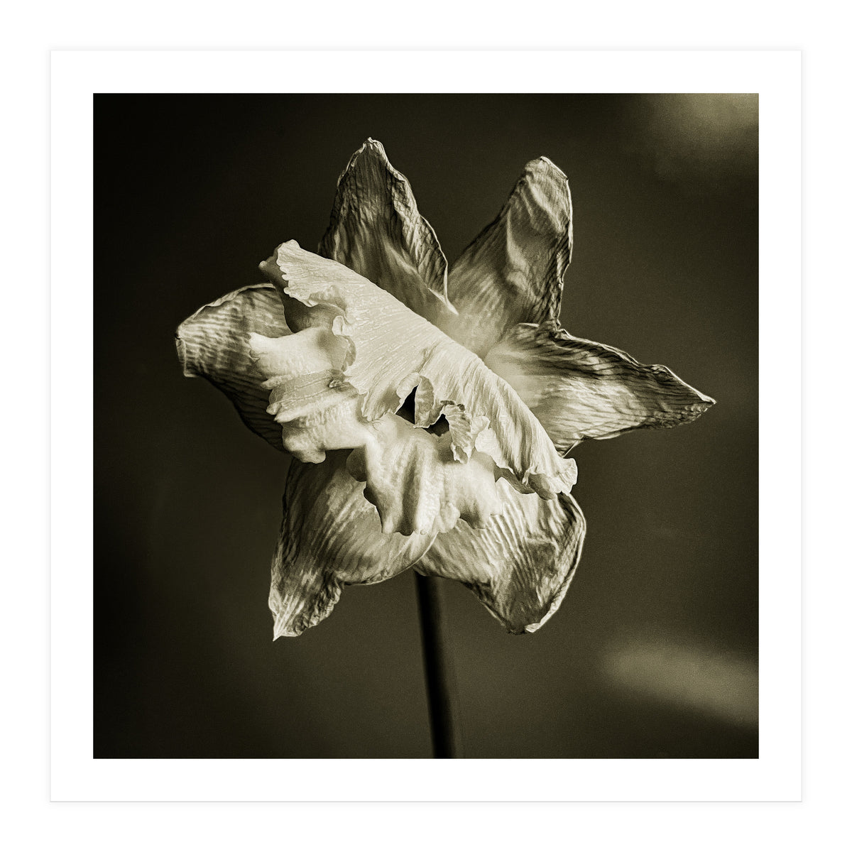 Wilting daffodil (Print Only)