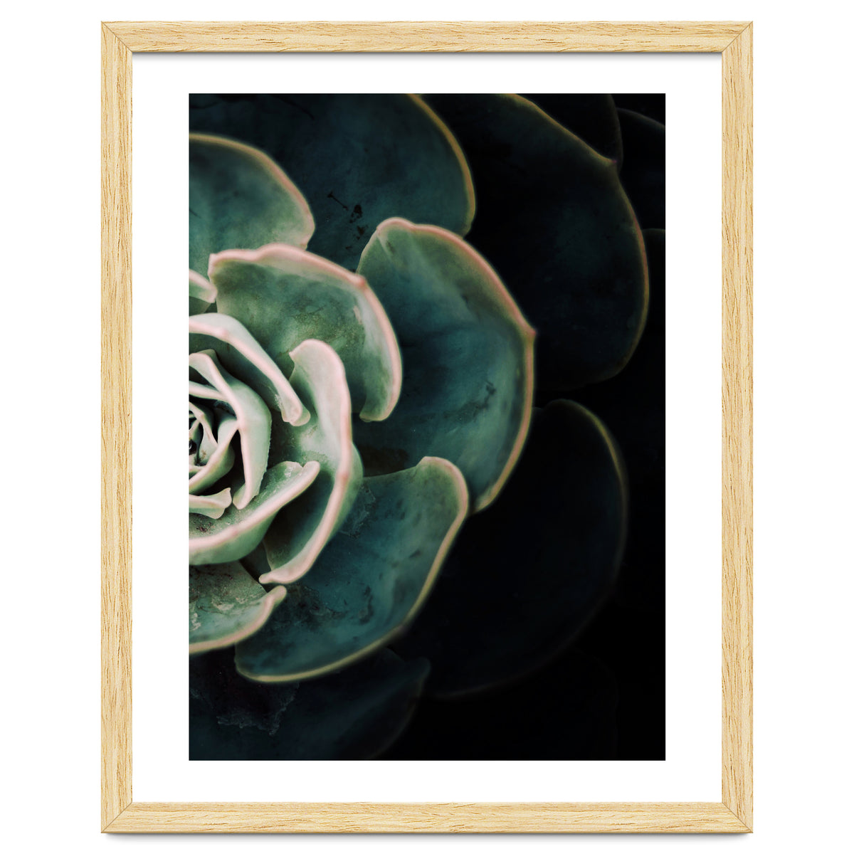 Darkside Of Succulents 4-B