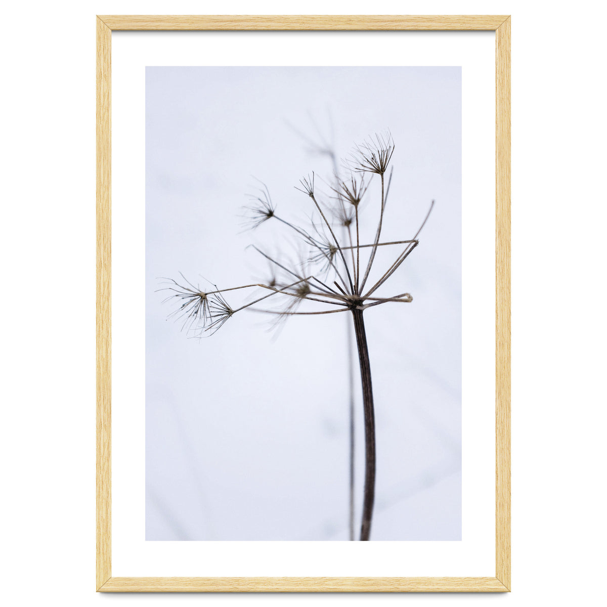 Wildflower in Winter