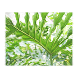 Green Leaf (Print Only) thumbnail