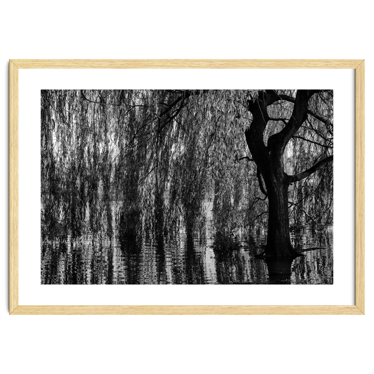 Weeping Willow