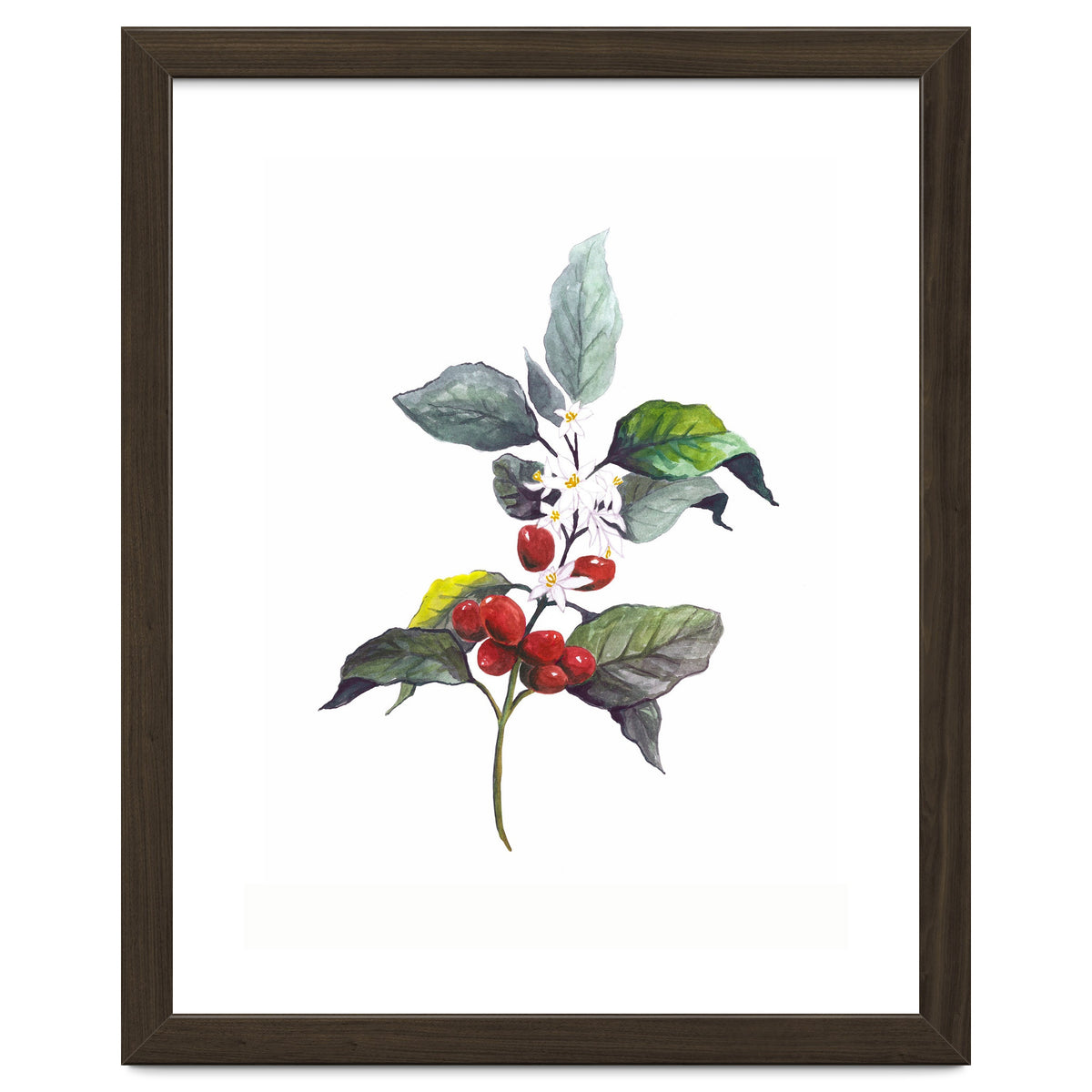 1 Botanical Illustration Kaffee Pflanze