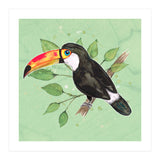 Toco toucan (Print Only) thumbnail