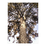 Bucolism 6 (Print Only) thumbnail