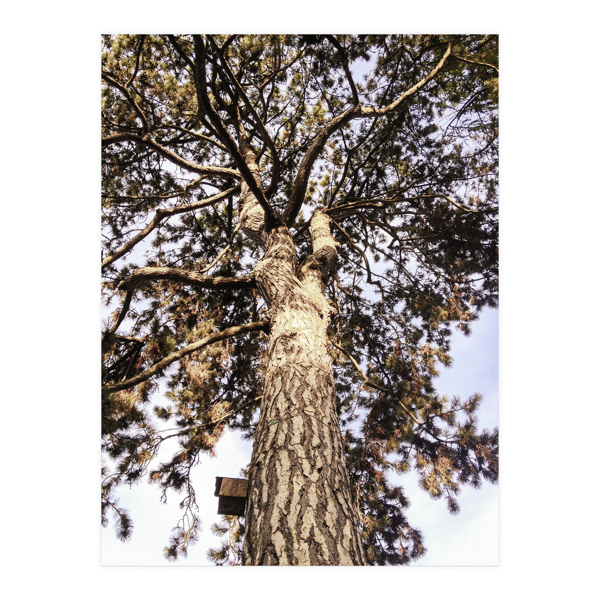 Bucolism 6 (Print Only)