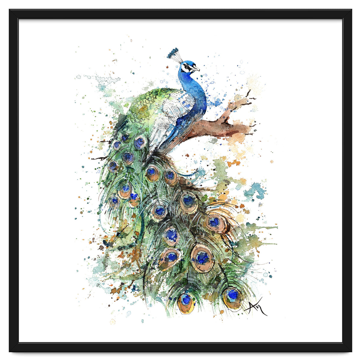 Peacock - Wildlife Collection